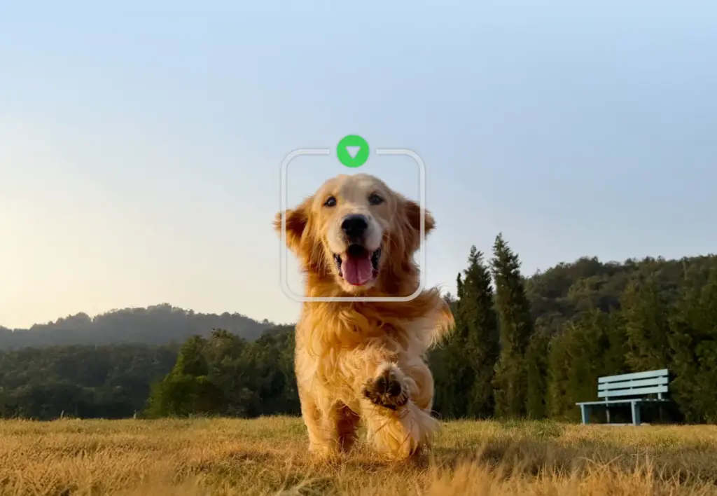 Golden Retriever läuft auf einem grasbewachsenen Feld, dahinter Bäume und eine blaue Bank. Digitales Quadrat mit grünem Dreieck schwebt über dem Gesicht des Hundes.